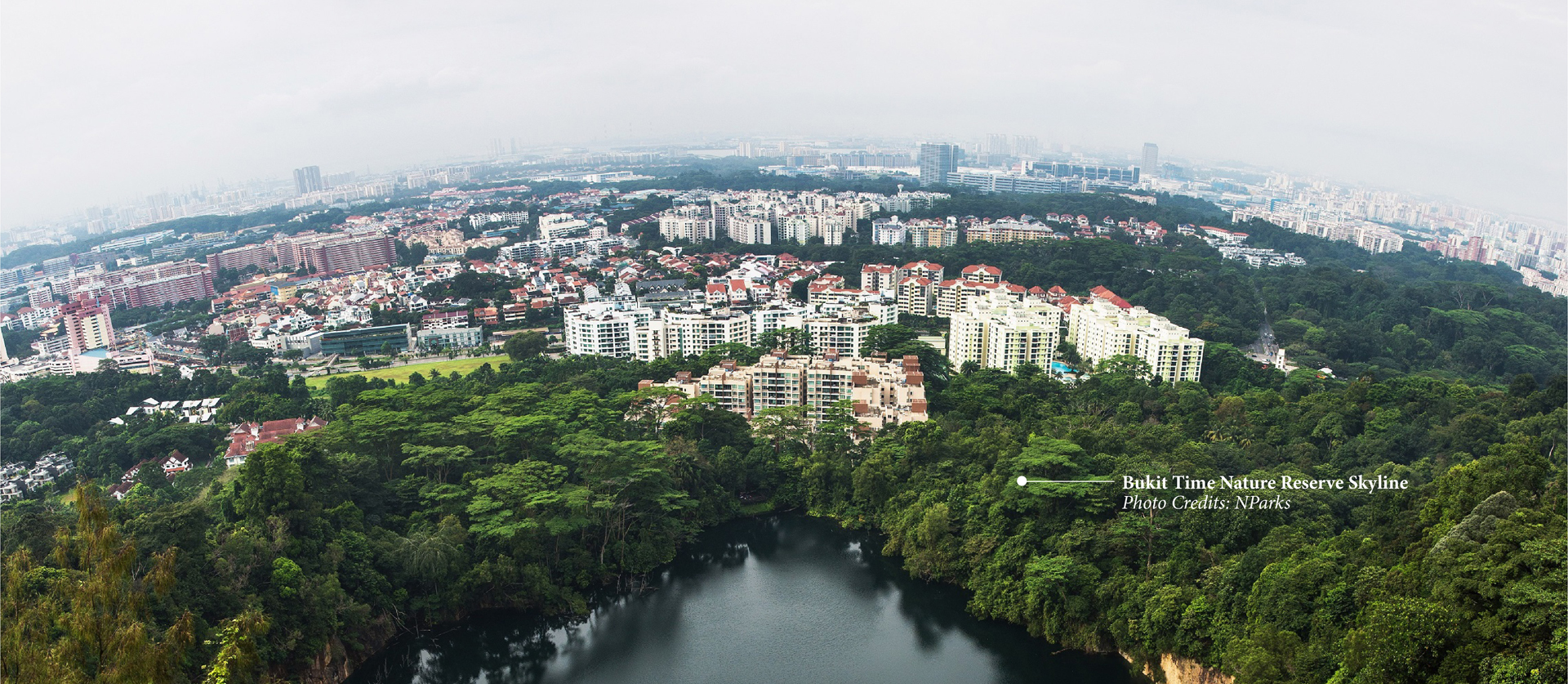 Banner Bukit Timah Nature Reserve Skyline